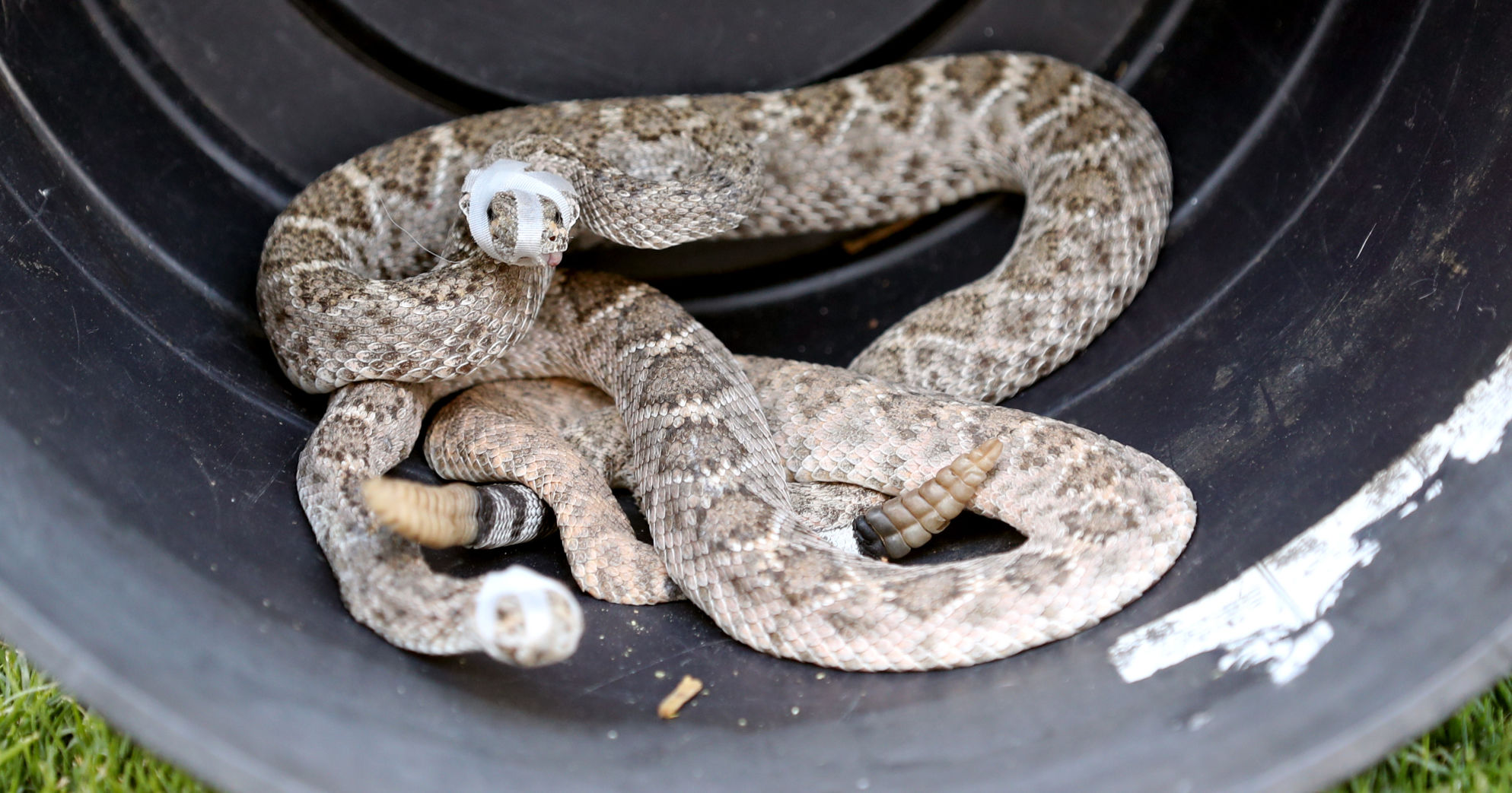 Rattlesnake avoidance classes